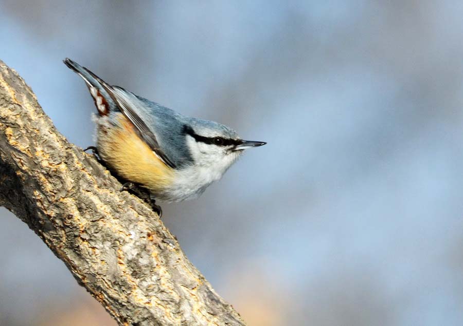 DSC_6267_С.JPG