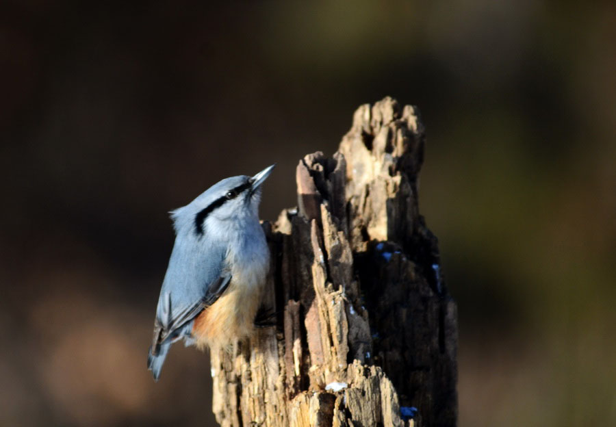 DSC_7618_С.JPG