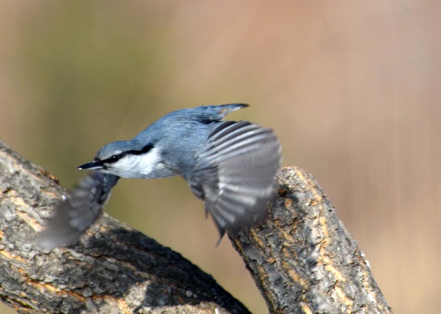 DSC_6833_С.JPG