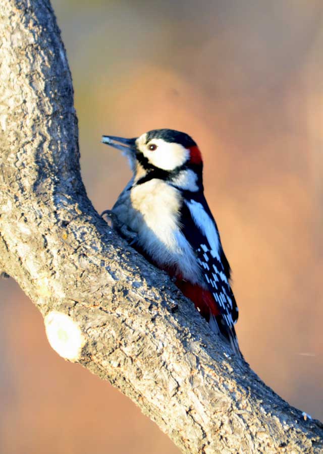 DSC_8110_С.JPG