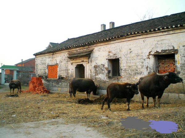 CIMG0068.jpg