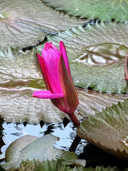 DSC03426_1.JPG