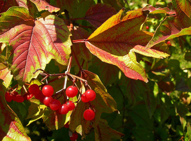 DSCN7971-3.jpg