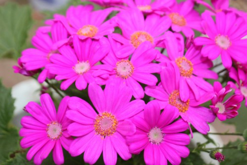 IMG_8694_conew1.jpg