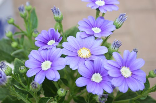 IMG_8695_conew1.jpg