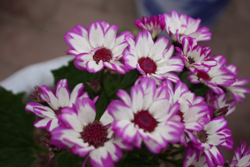 IMG_8696_conew1.jpg