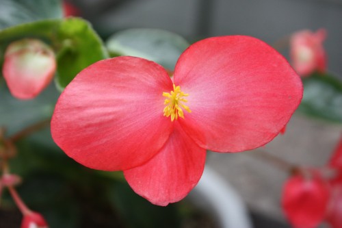 IMG_8715_conew1.jpg