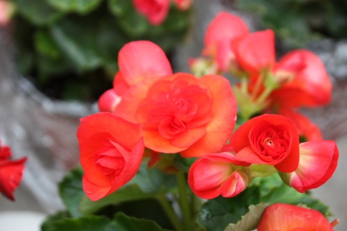 IMG_8737_conew1.jpg