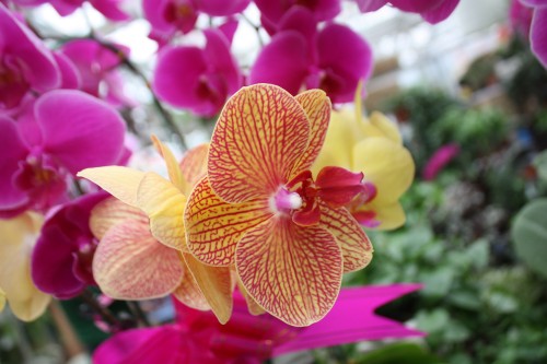IMG_8745_conew1.jpg