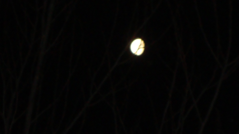 DSC09495_conew1.jpg
