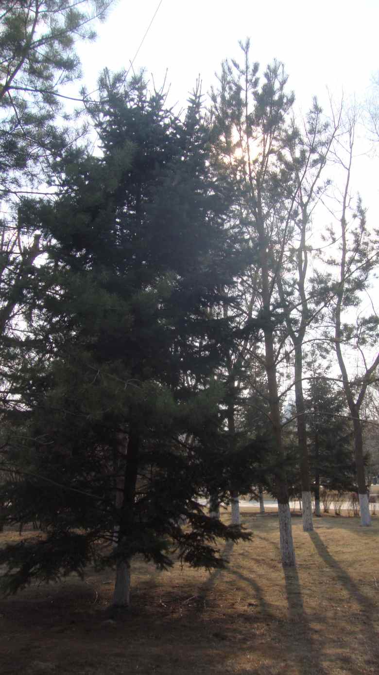 DSC06878_conew1.jpg