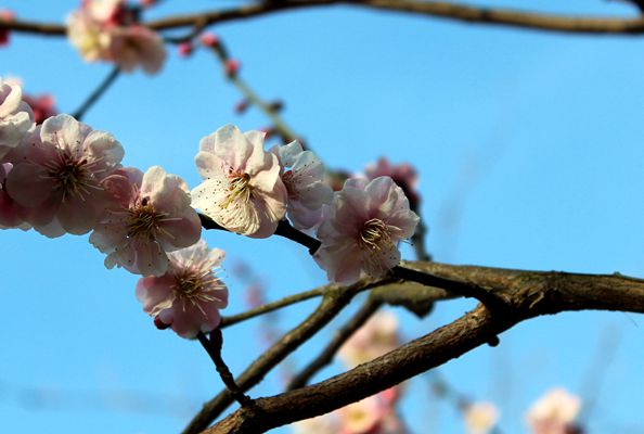 IMG_4398_ͼ_.jpg