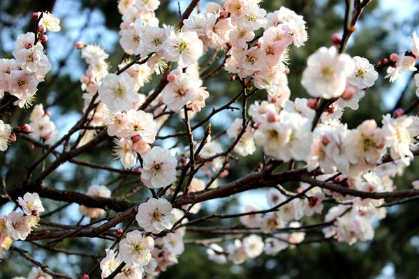IMG_4399_ͼ_.jpg