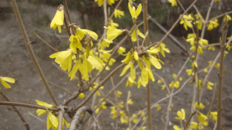 DSC07357_conew1.jpg