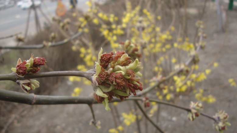 DSC07350_conew1.jpg