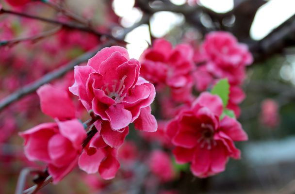 IMG_4410_ͼ_.jpg