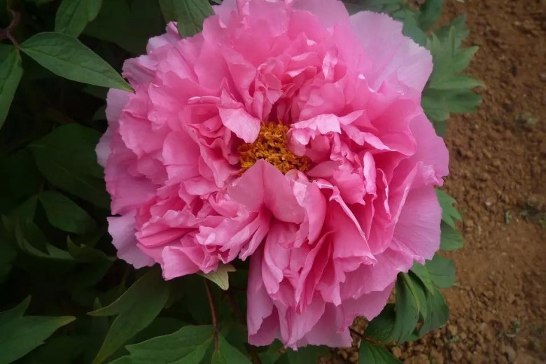 psb (4)_conew1.jpg
