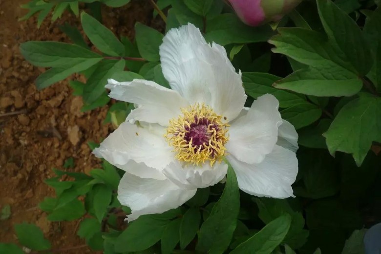 psb (5)_conew1.jpg