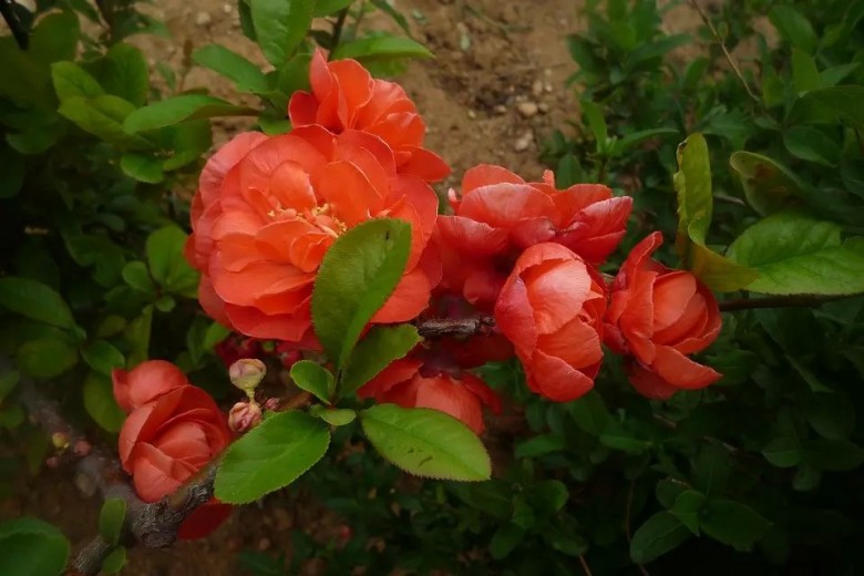 psb (7)_conew1.jpg
