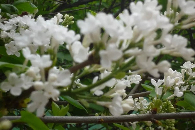 psb (8)_conew1.jpg