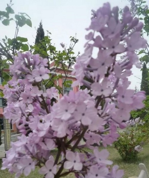 psb (9)_conew4.jpg