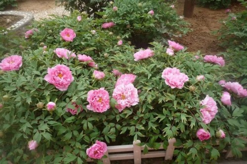 psb (6)_conew4.jpg