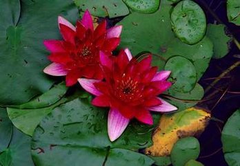 t01dba6581814d3d297.jpg