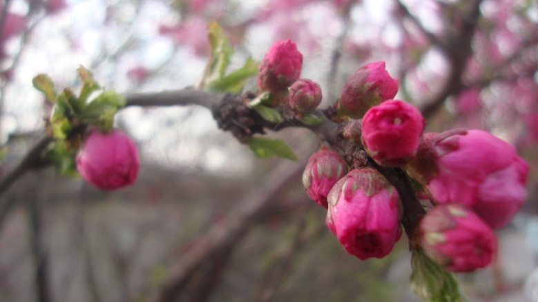 DSC08396_conew1.jpg