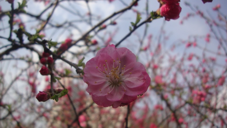 DSC08398_conew1.jpg