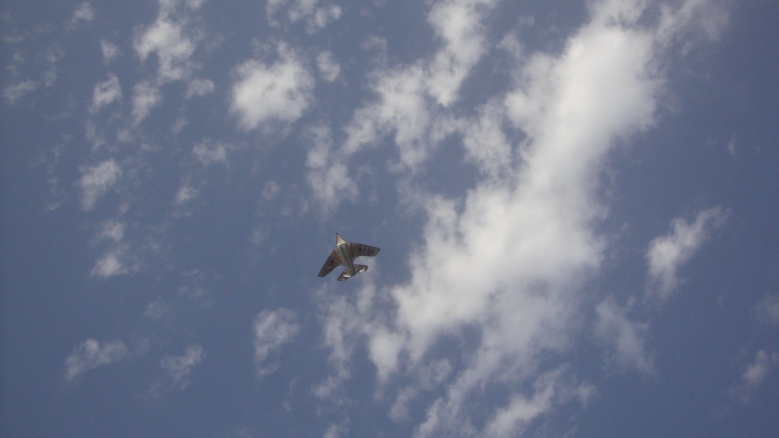 DSC08479_conew1.jpg