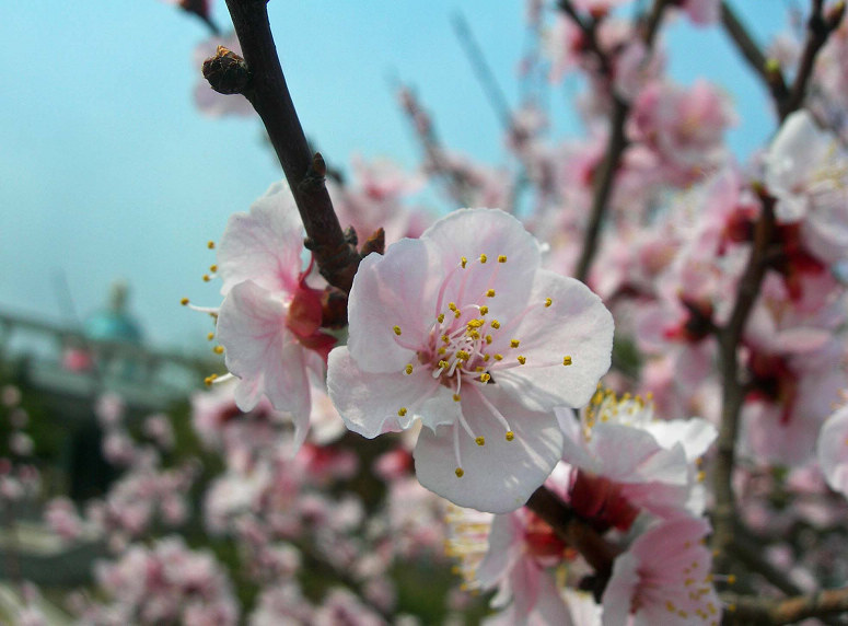 DSCN5350-3.jpg
