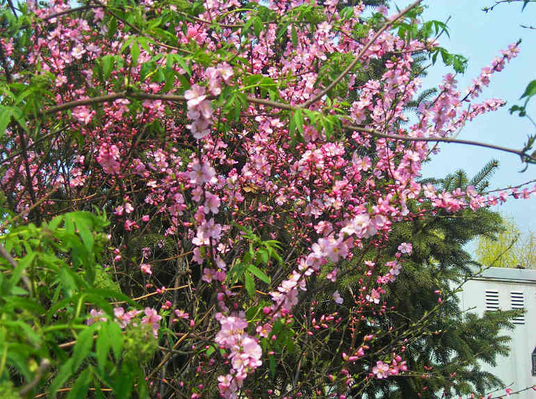 DSCN5369-3.jpg