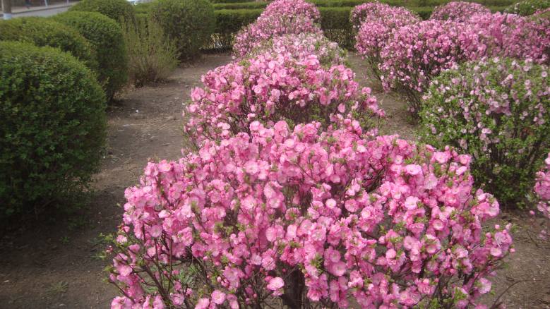 DSC08590_conew1.jpg