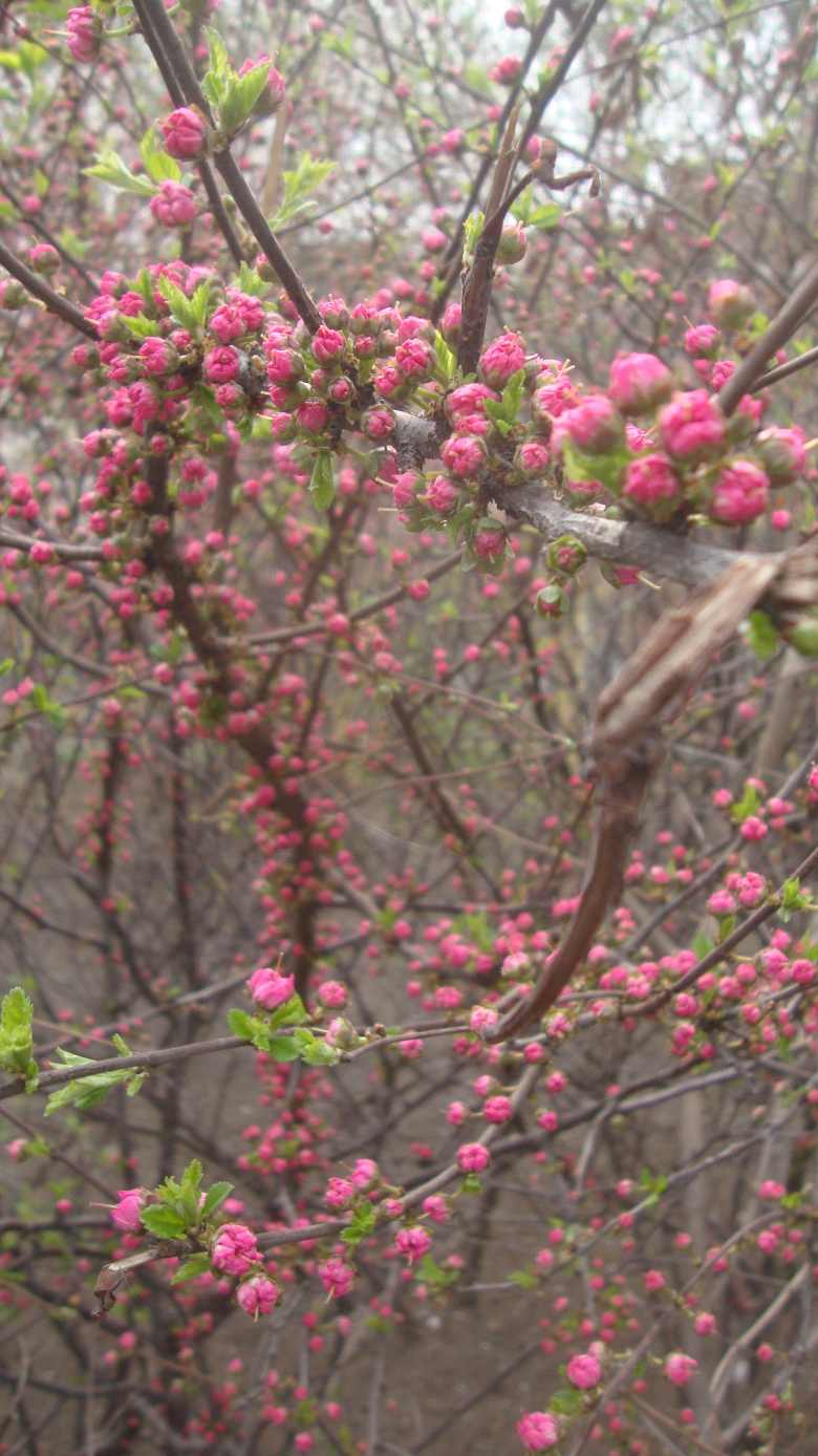 DSC08603_conew1.jpg
