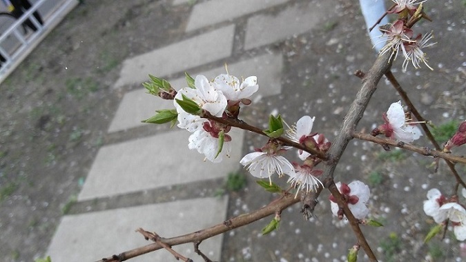 IMG_20150428_081943.jpg