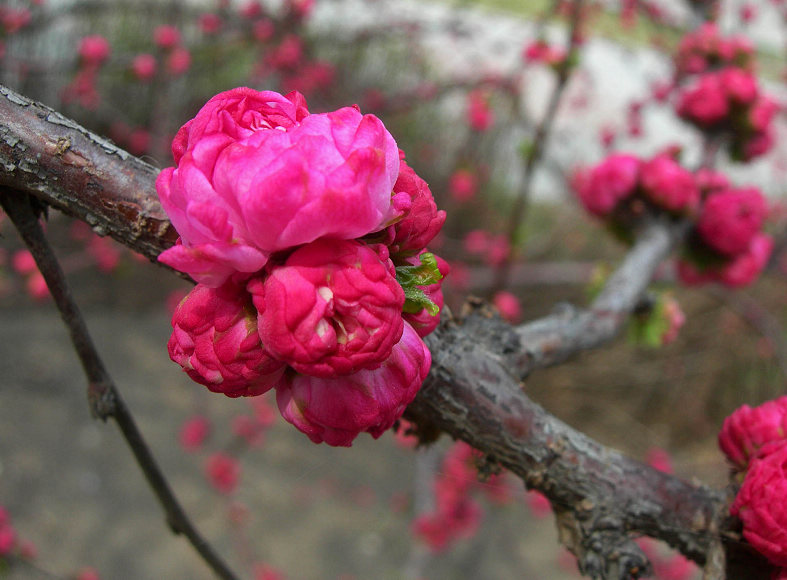 DSCN5475-3.jpg