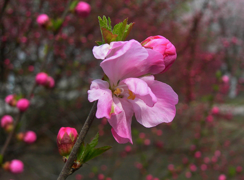 DSCN5476-3.jpg