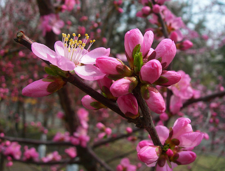 DSCN5491-3.jpg
