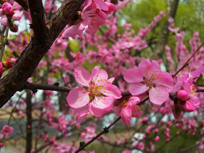 DSCN5517-3.jpg