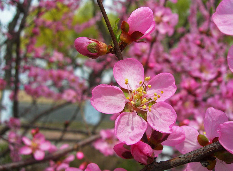 DSCN5520-3.jpg