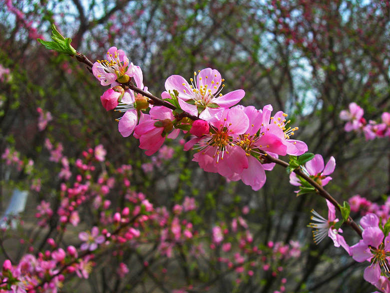 DSCN5542-3.jpg