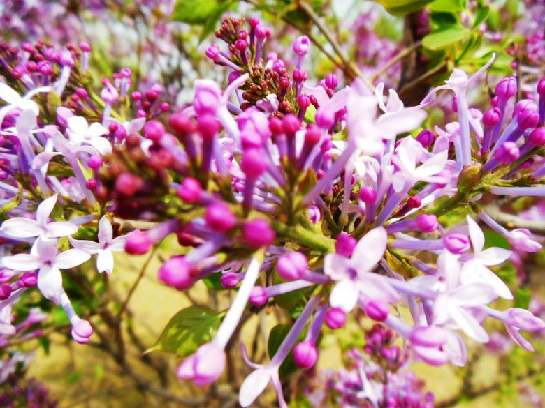 DSCN3257_conew1.jpg