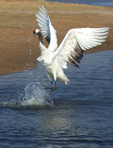 DSC_0487__.jpg