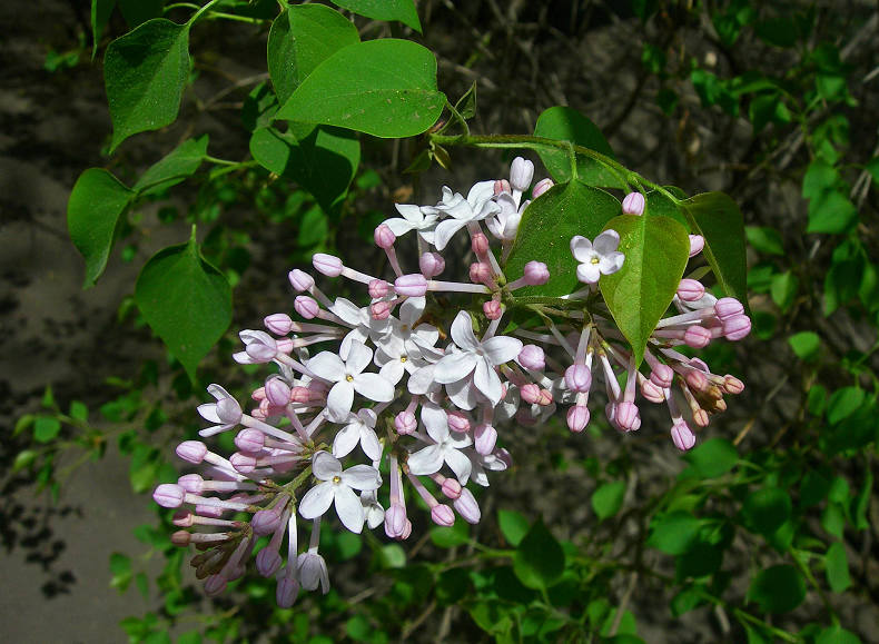 DSCN5727-3.jpg