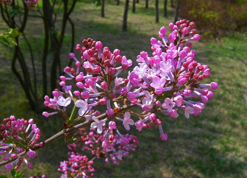 DSCN5756-3.jpg