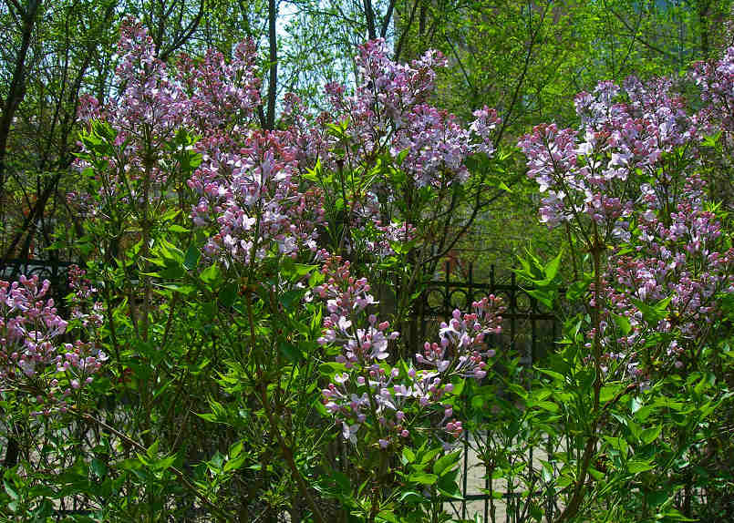 DSCN5780-3.jpg