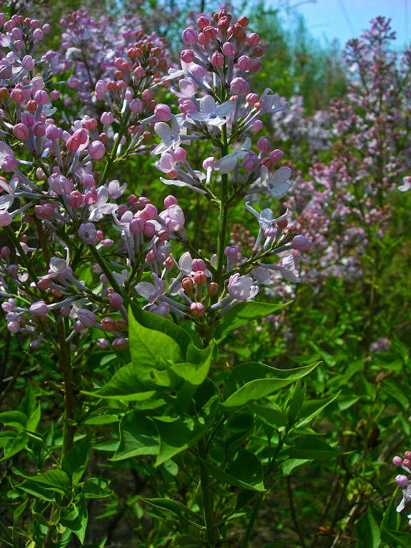 DSCN5782-3.jpg