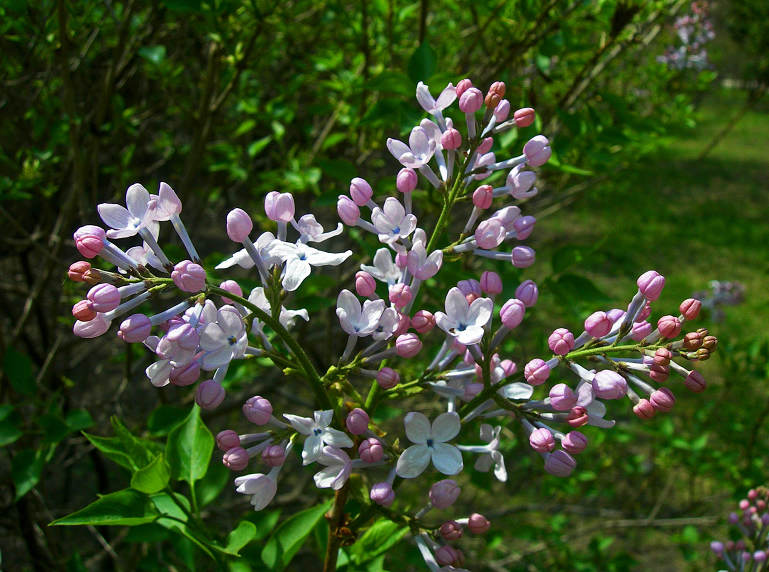 DSCN5783-3.jpg