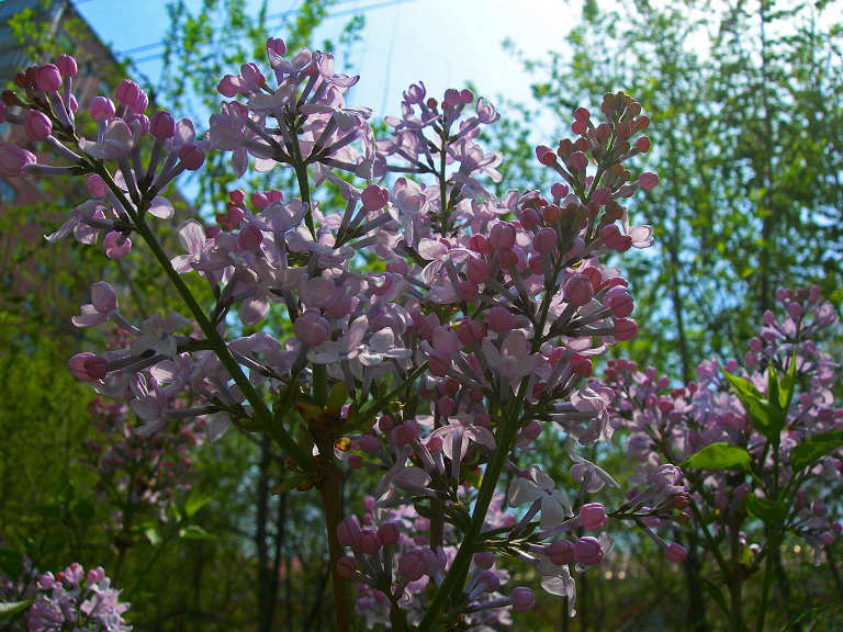 DSCN5784-3.jpg
