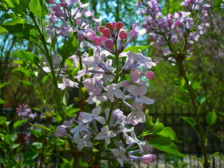 DSCN5785-3.jpg
